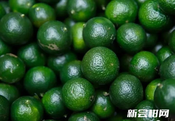 丰产背后的博弈:2025新会柑市场供需全景预测 丰产背后的博弈:2025新会柑市场供需全景预测